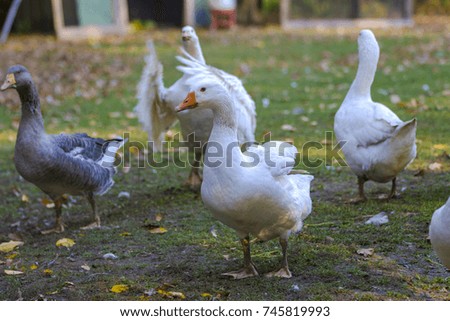 Geese in outdoor enclosure