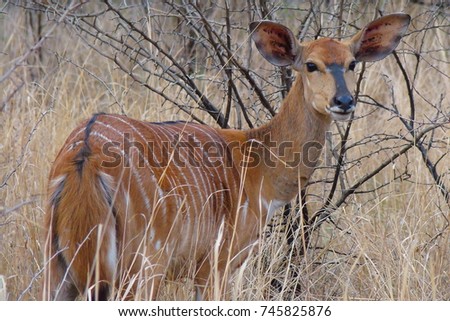 Landscape picture of an antelope in the bush in KwaZulu-Natal, South Africa