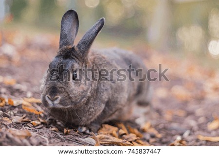 Gray and brown domestic bunny rabbit in soft lighting and shallow depth of field in Autumn garden 