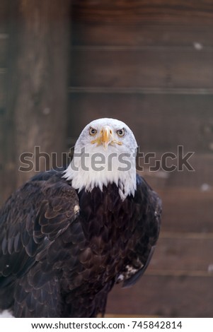 A Bald Eagle in the Safari Park of Varallo Pombia, Italy. A wonderful and Proud bird. The King of all birds.