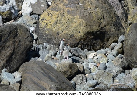Fiordland Crested Penguins, Milford Sound, South Island, New Zealand