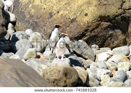 Fiordland Crested Penguins, Milford Sound, South Island, New Zealand Royalty-Free Stock Photo #745881028