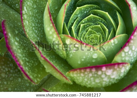 intense green echevaria succulent after a rare rain; sacred geometry defines the spiral growing pattern of this plant