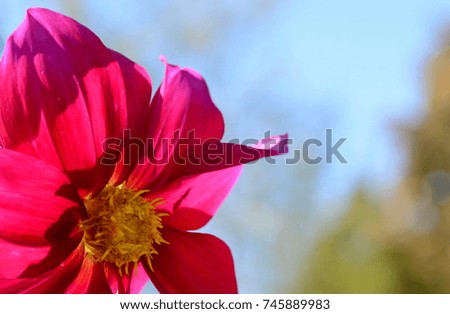 Rose flower and blue sky.