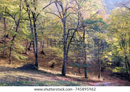 Beautiful autumn forest landscape. Dilijan National Park .Armeia.