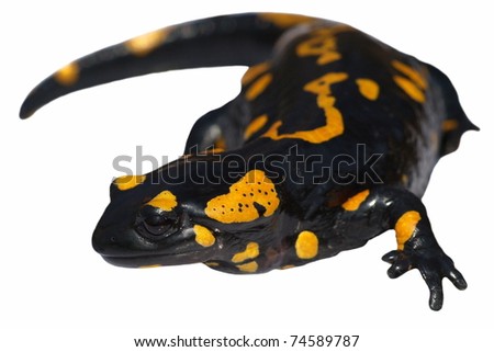 Fire Salamander, Salamandra maculosa isolated on white background