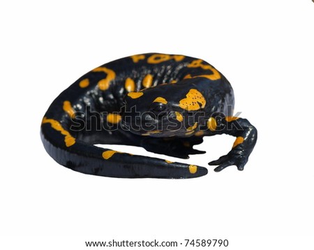 Fire Salamander, Salamandra salamandra, Salamandra maculosa on  white background