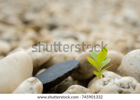 Young sprout on stone