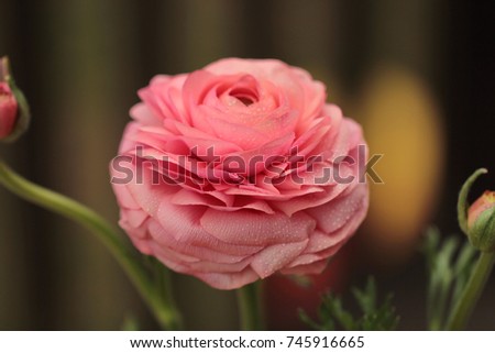 A close up of a Ranunculus flower or Buttercup, selective focus.