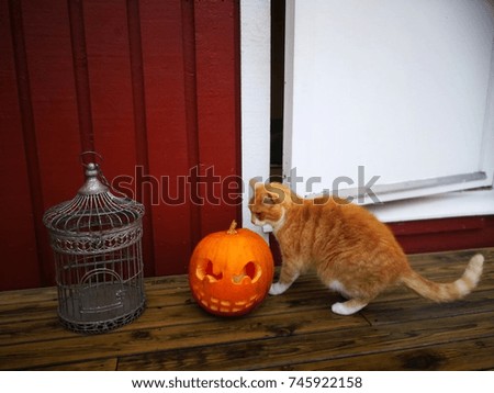 Halloween time:cat and pumpkin