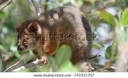 Ringtail possum is an Australian marsupial. It lives in a variety of habitats and eats a variety of leaves of both native and introduced plants