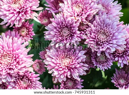 Beautiful pink chrysanthemum as background picture. Chrysanthemum wallpaper, chrysanthemums in autumn. Royalty-Free Stock Photo #745931311