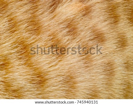 Striped fur of cats