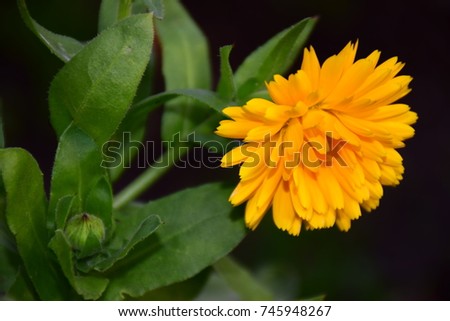 Beautiful Marigold (Calendula Officinalis, Asteraceae) with Distinctive Yellow Flower Petals Isolated on Black Background. Stock Photo by Maria Rutkovska
