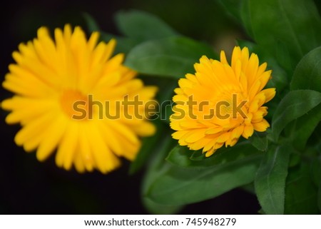 Beautiful Marigold (Calendula Officinalis, Asteraceae) with Distinctive Yellow Flower Petals Isolated on Black Background. Image by Maria Rutkovska