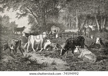 Antique illustration of a herd grazing in the wood. Drawing of Van Marcke, published on L'Illustration, Journal Universel, Paris, 1868