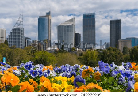 Colourful spring flowers with Sydney cityscape on the background. Selective focus, shallow DOF
