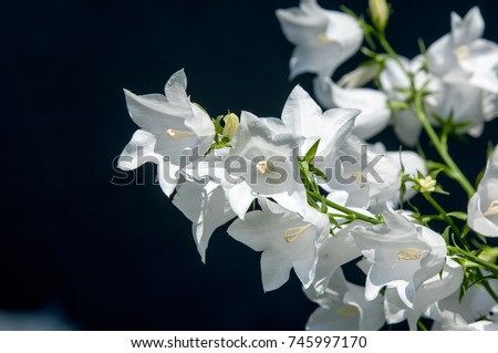 Campanula persicifolia blooms in the garden. Macedonian Garebets languages, the Greek bell, the Formanax bell. The Latin name is Campanula Formanekiana. White flowers in the summer village.