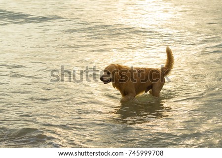 Golden dog walking on the beach at sunset.