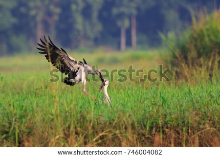 Image of an Asian openbill stork(Anastomus oscitans) flying on the natural background. Bird, Wild Animals.