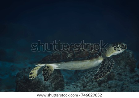Green sea turtle floating in the ocean above the reef at dusk in Bonaire. 