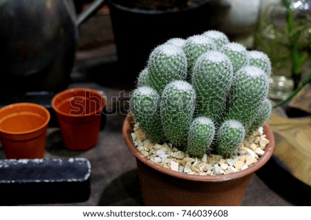 Cactus on table with Gardening equipment background  in Garden Vegetation Contest and Fair Bangkok Thailand