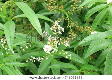 Blossoms of the lemon verbena plant have a wonderful lemon aroma. Its leaves can be dried to make tea leaves. Royalty-Free Stock Photo #746039656