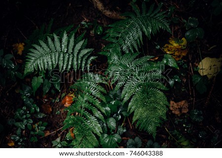 Dark green fern