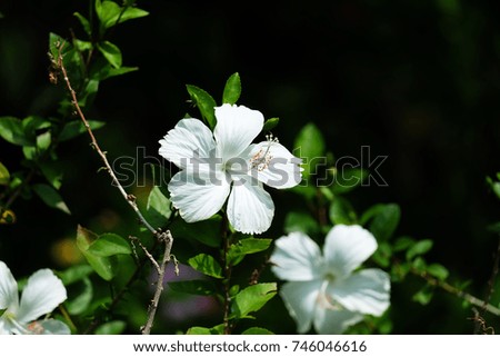 Blooming of white  Hibiscus flower isolated on a white background in the garden.