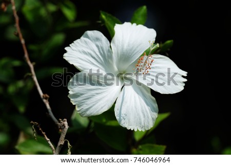 White Hibiscus flower isolated on  background