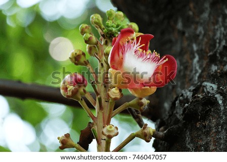 Beautiful close-up of Cannonball tree flowers in the garden, Thailand