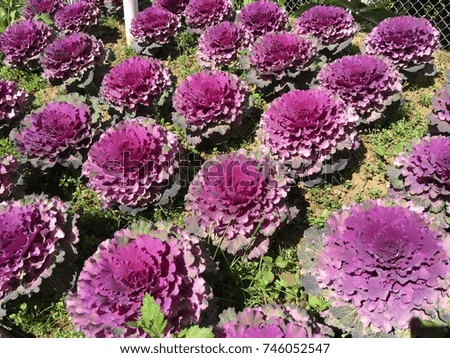 Purple flower in  garden Royalty-Free Stock Photo #746052547