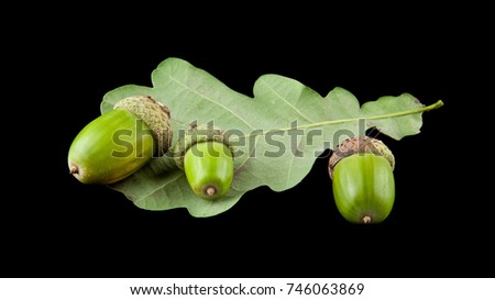 acorns isolated on a black background