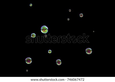 Random flying soap bubbles isolated on the black background for overlay design.