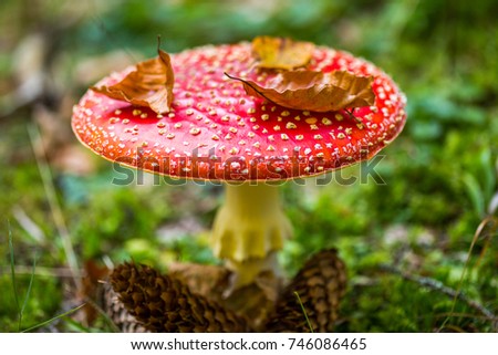 Toxic and hallucinogen mushroom Amanita muscaria in closeup