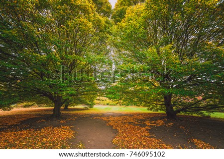 Autumn Color of Regents Park in London  