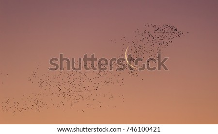 Moon sunset birds