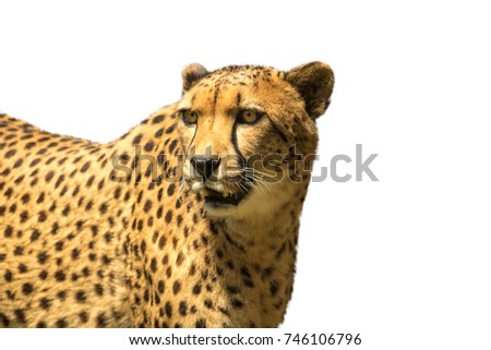 Angry Cheetah Isolated White Background 
