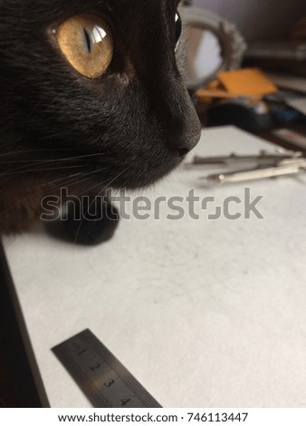 Black cat fir cat lovers