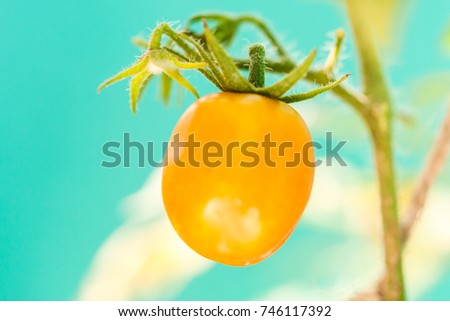Closeup of Orange colored Cherry tomato in plant