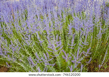 Close up picture of a lavender field