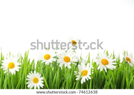 white daisy flowers in green grass