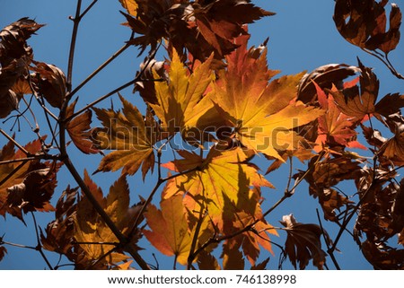 maples and sun light