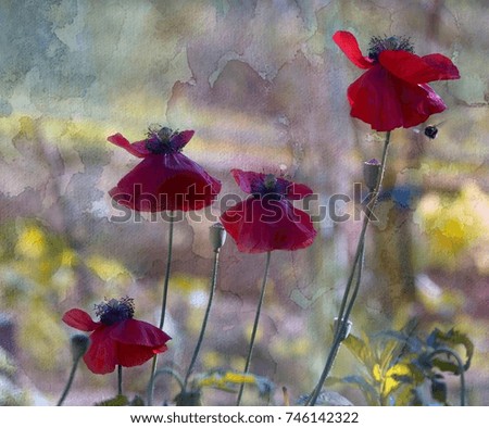 Four cabbage poppies, poppy boxes, flying bee. Processing under watercolor.