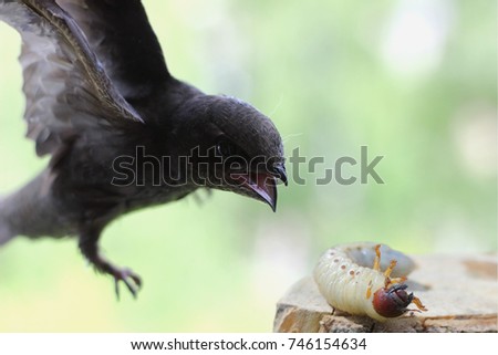  dive swift and the larva of the may beetle