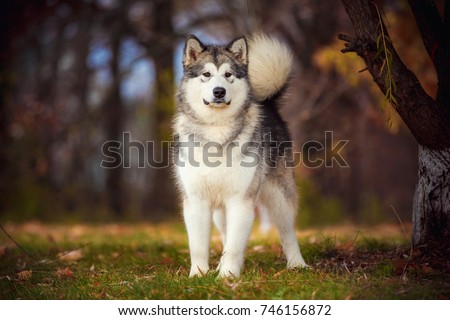 Alaskan Malamute on nature in the autumn park on a background of red and yellow leaves. Royalty-Free Stock Photo #746156872