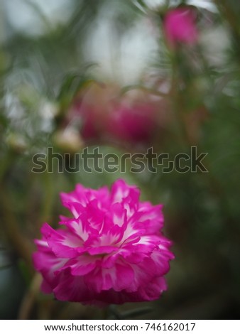 Soft and blurred focus Flower. This flower is scientifically named Portulaca grandiflora.  Flower name is Moss-rose planted in my home garden in Thailand.  Moss-rose on the nature background.  