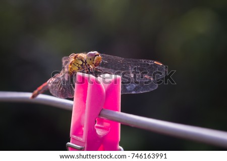 Dragonfly on the red clothespin clip, Sympetrum