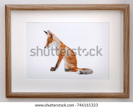 Picture of cute fox on white wall