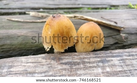 Yellow wild mushrooms growing out of wood planks, side view